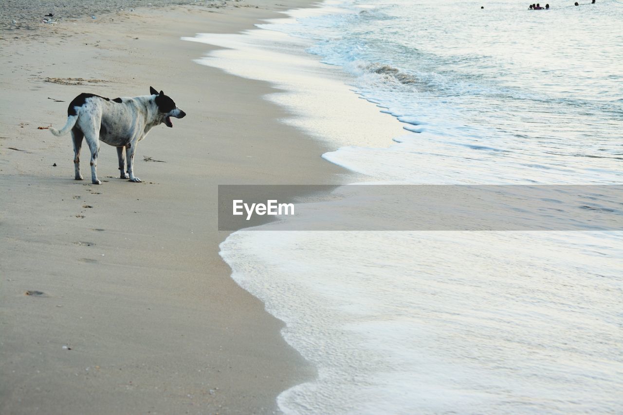 DOGS ON BEACH