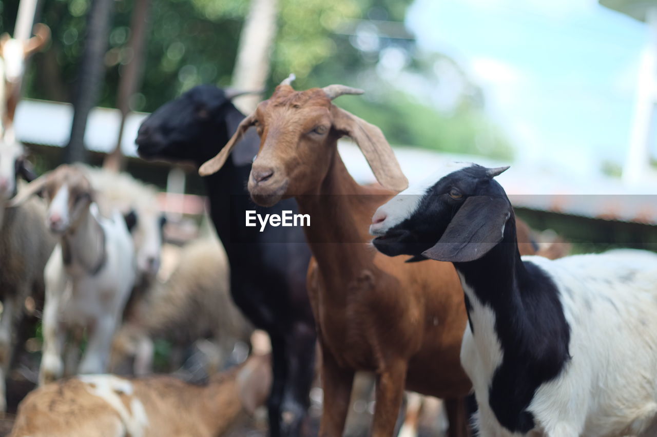 Close-up of goats at farm