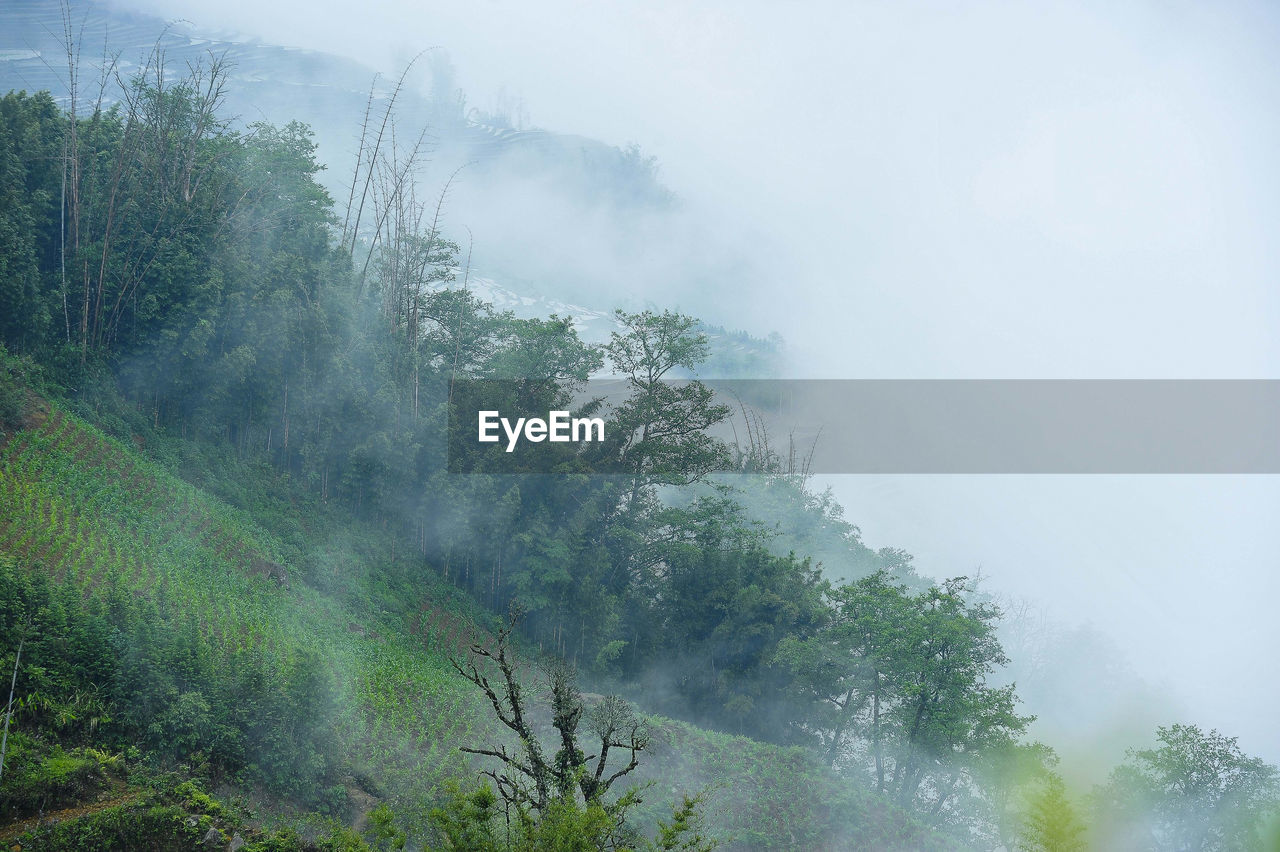 Trees in forest against foggy weather