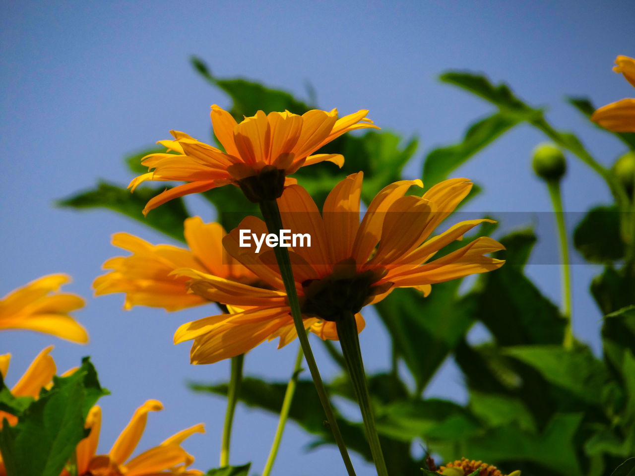 Close-up of yellow flowering plant against orange sky