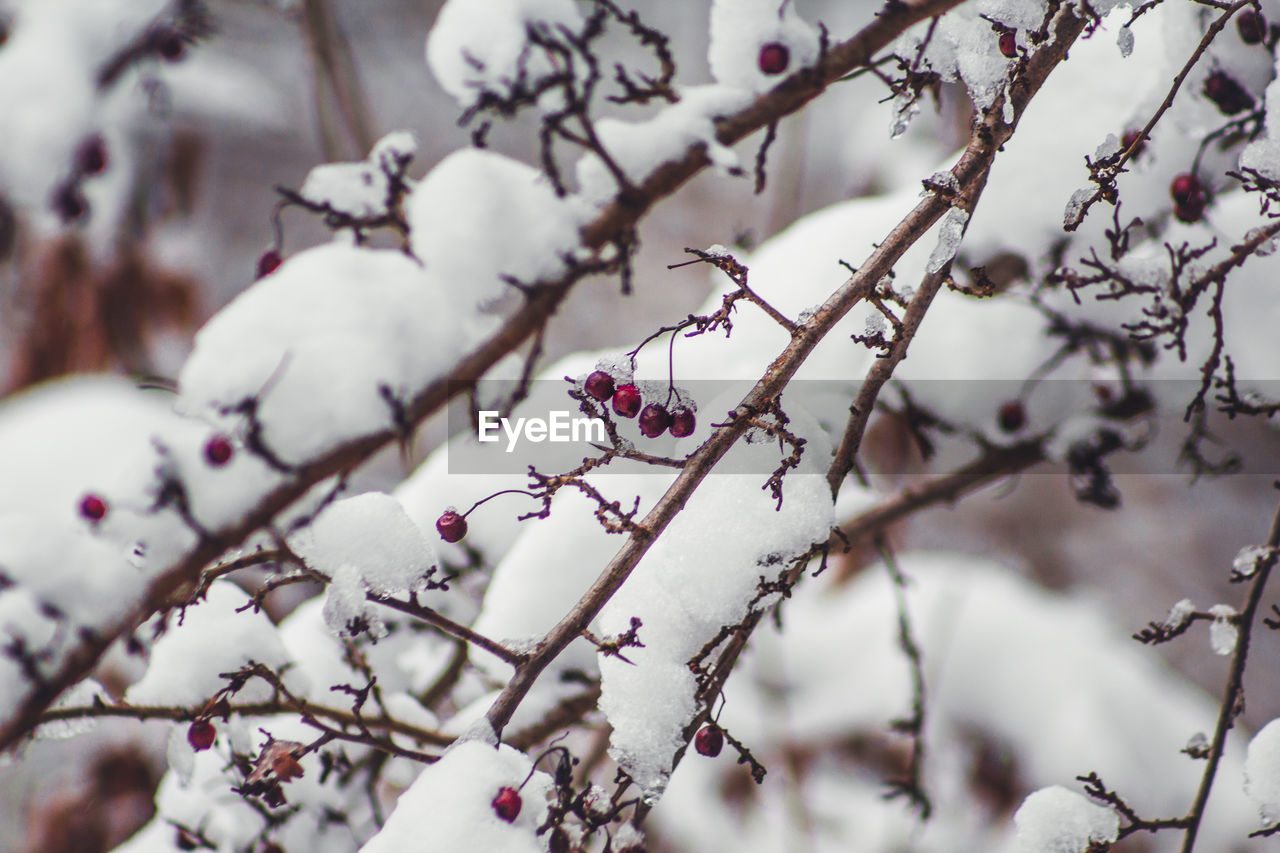 CLOSE-UP OF CHERRY BLOSSOM TREE