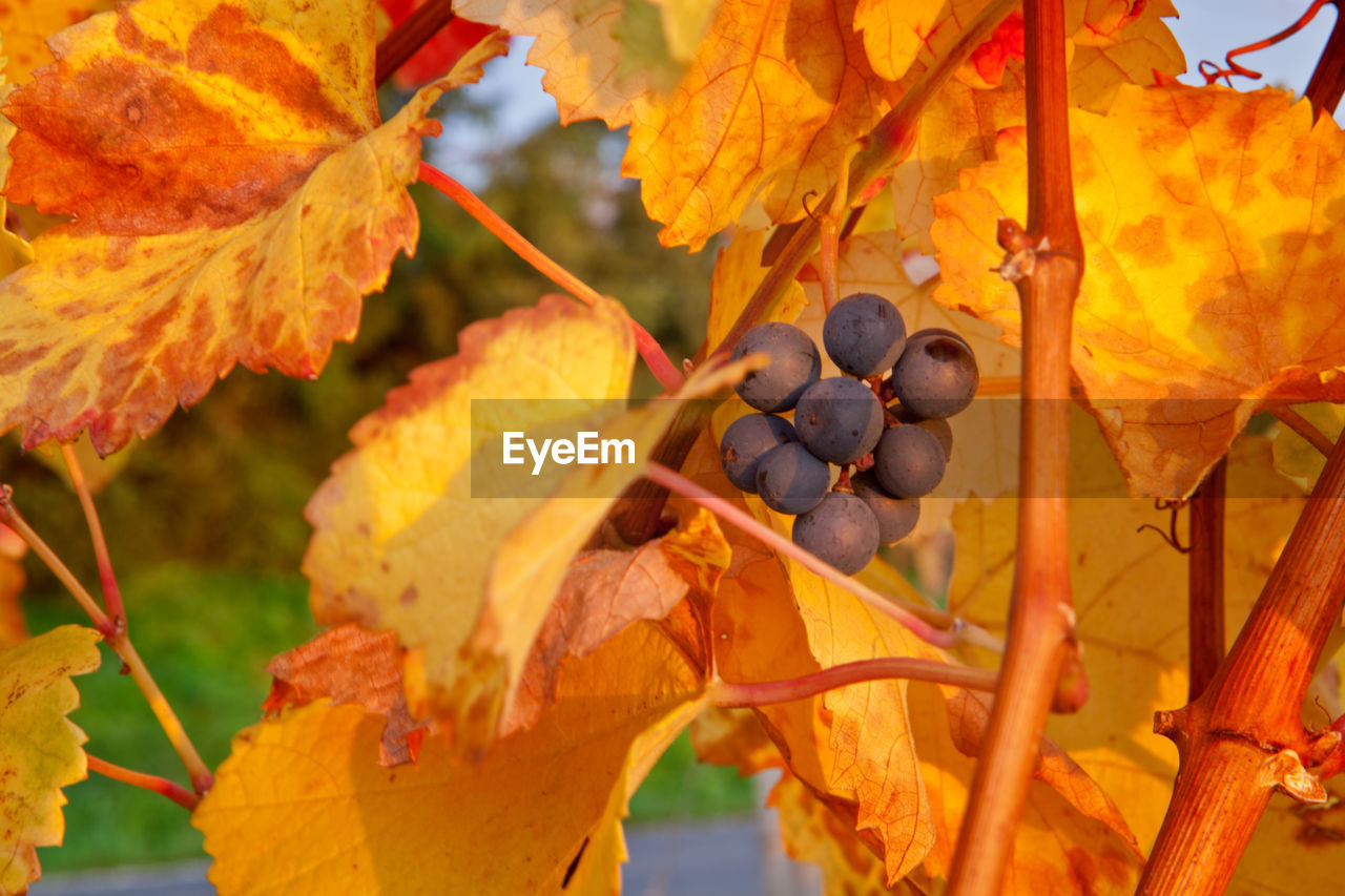 CLOSE-UP OF GRAPES GROWING ON TREE