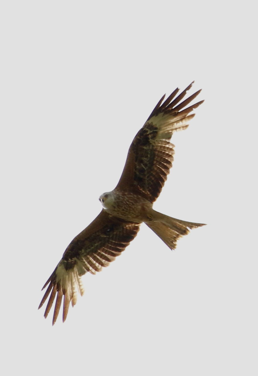 CLOSE-UP OF BIRD FLYING AGAINST CLEAR SKY