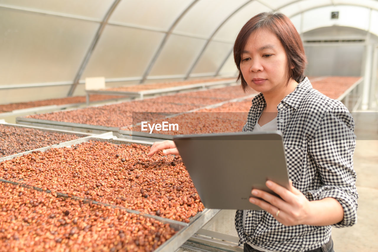 A female farmer with a tablet to inspect the dried coffee beans in a greenhouse.