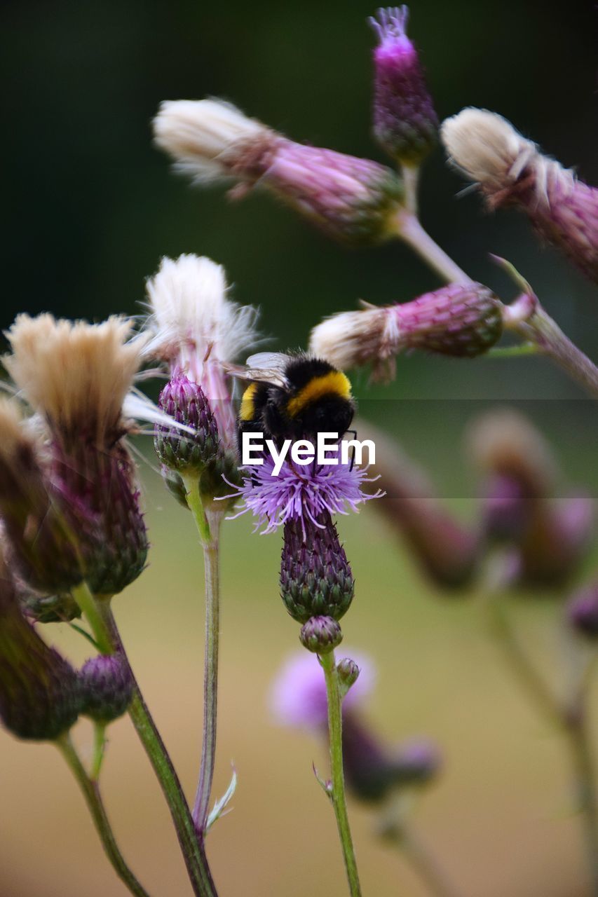 Close-up of purple flowering plant