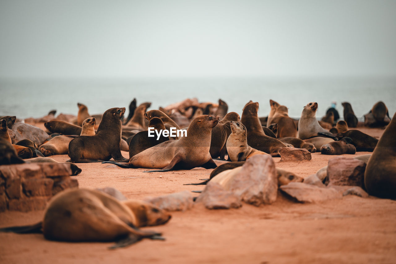 Biggest seal colony