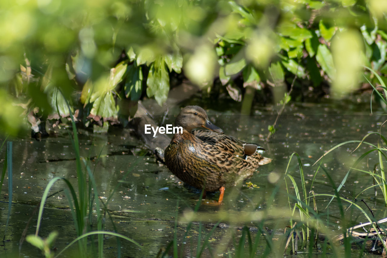 Bird perching on a pond