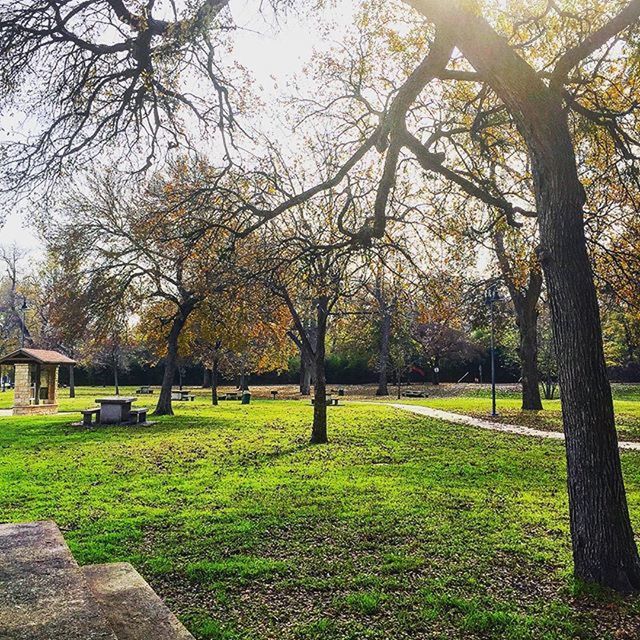 TREES ON GRASSY FIELD IN PARK