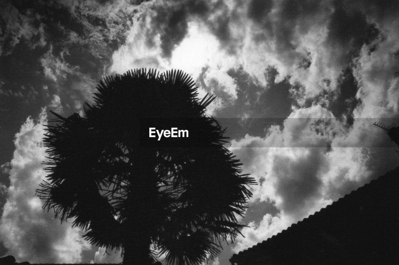 LOW ANGLE VIEW OF TREE AGAINST SKY