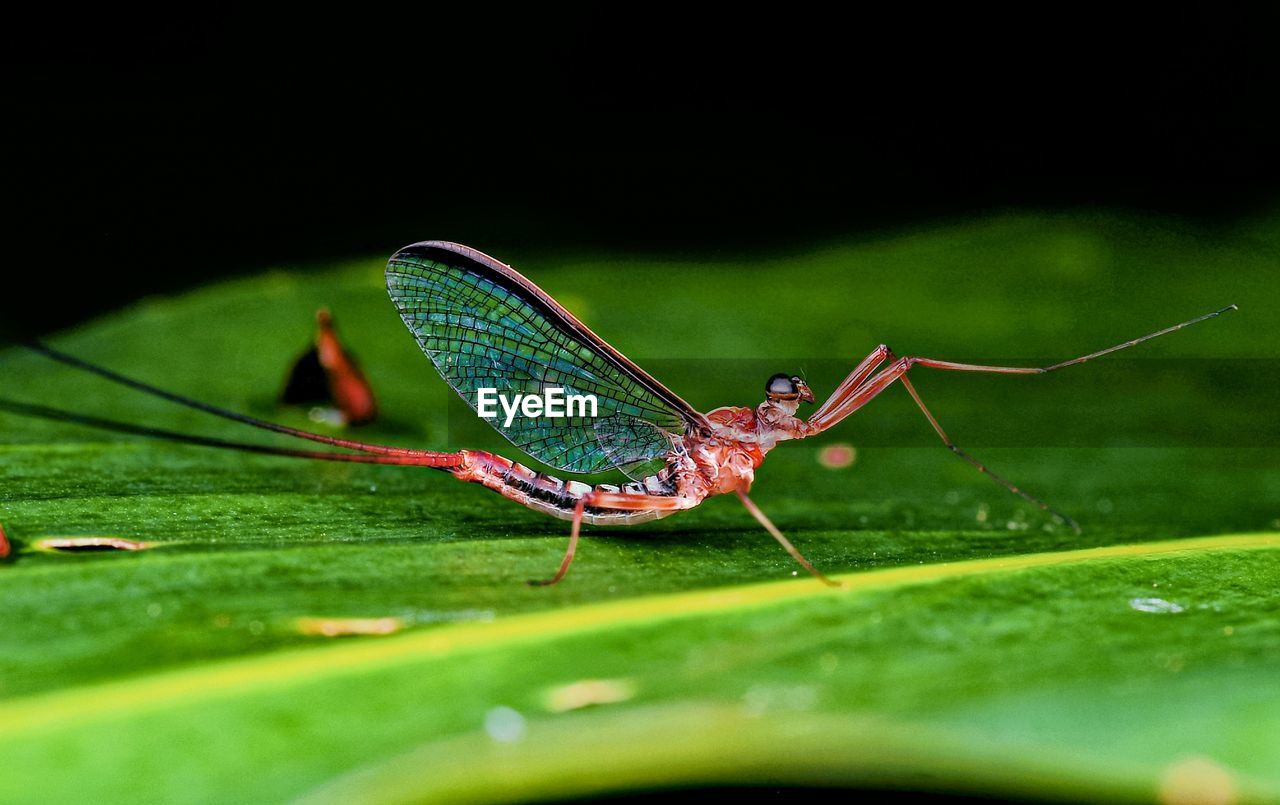 close-up of grasshopper on leaf