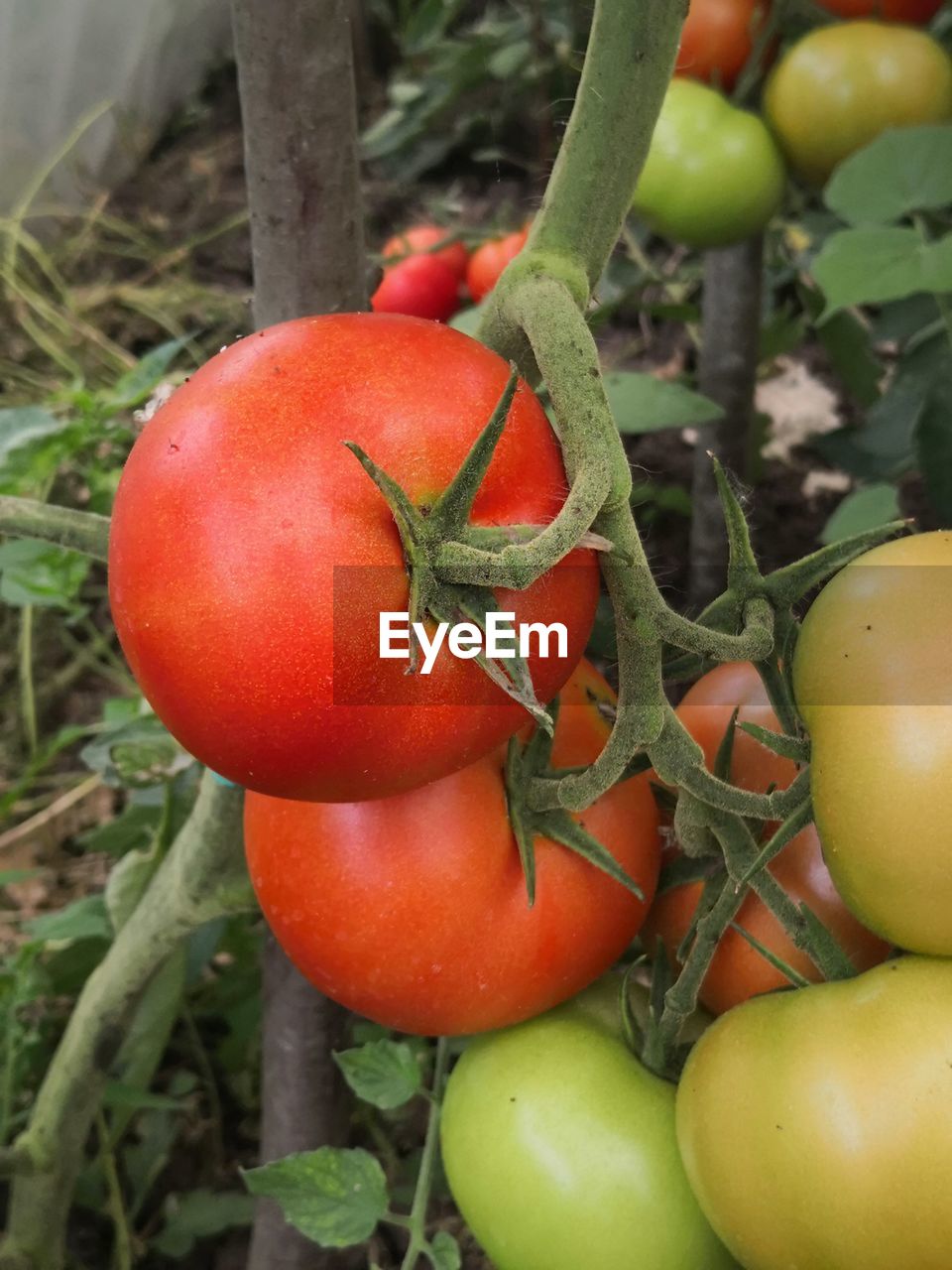 Close-up of fresh tomatoes on plant