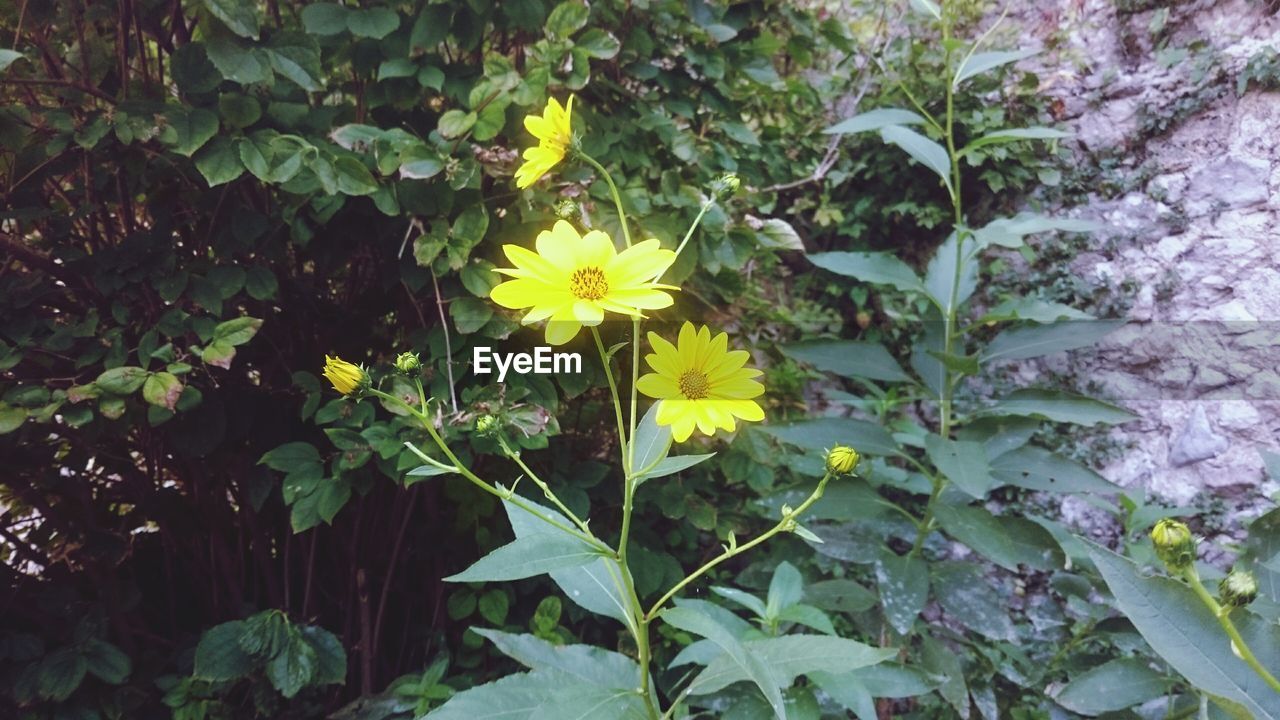 CLOSE-UP OF YELLOW FLOWERS BLOOMING