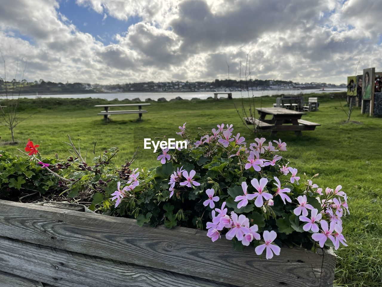 SCENIC VIEW OF PINK FLOWERING PLANTS ON LAND