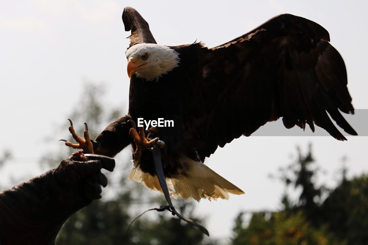 CLOSE-UP OF BIRD PERCHING ON HAND