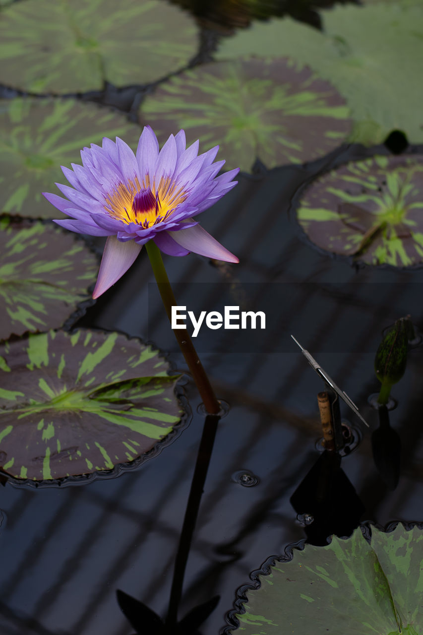 CLOSE-UP OF WATER LILY IN POND