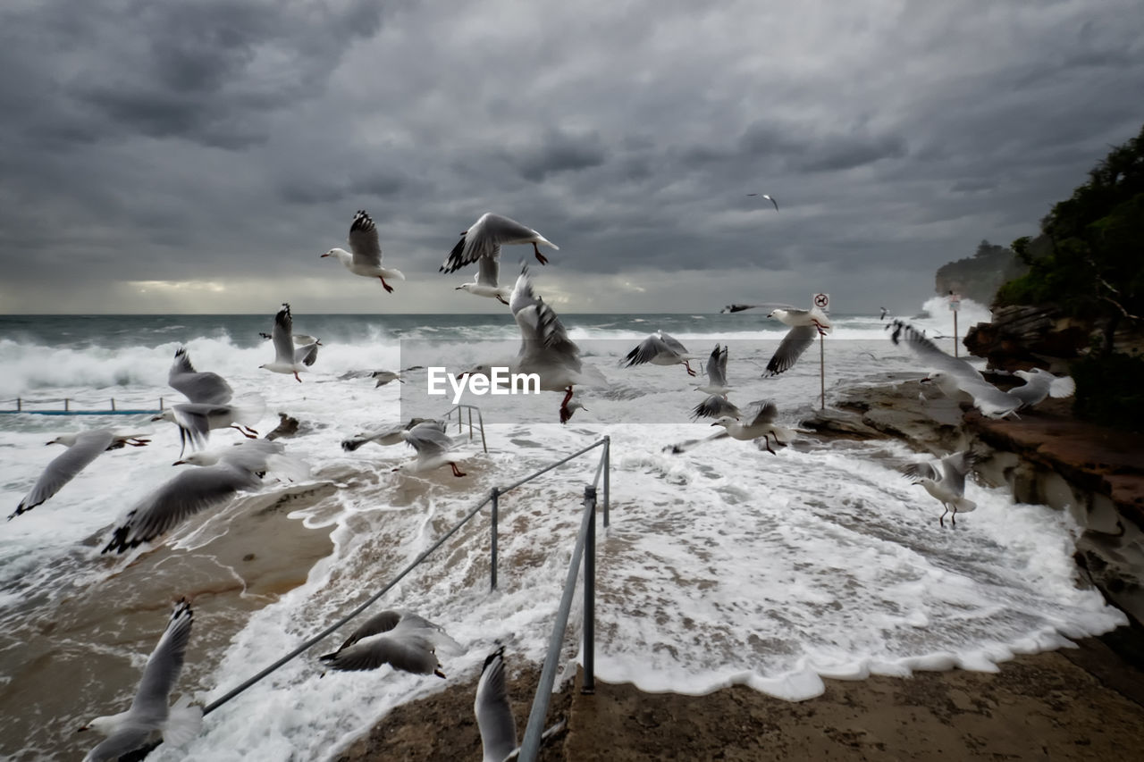 FLOCK OF BIRDS FLYING OVER BEACH