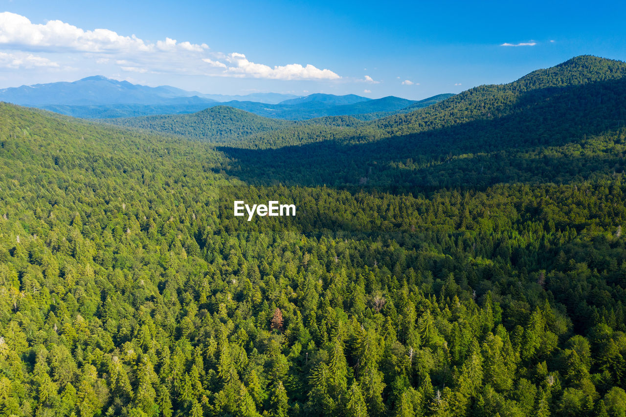 Scenic view of primary forest cordova uvala in croatia