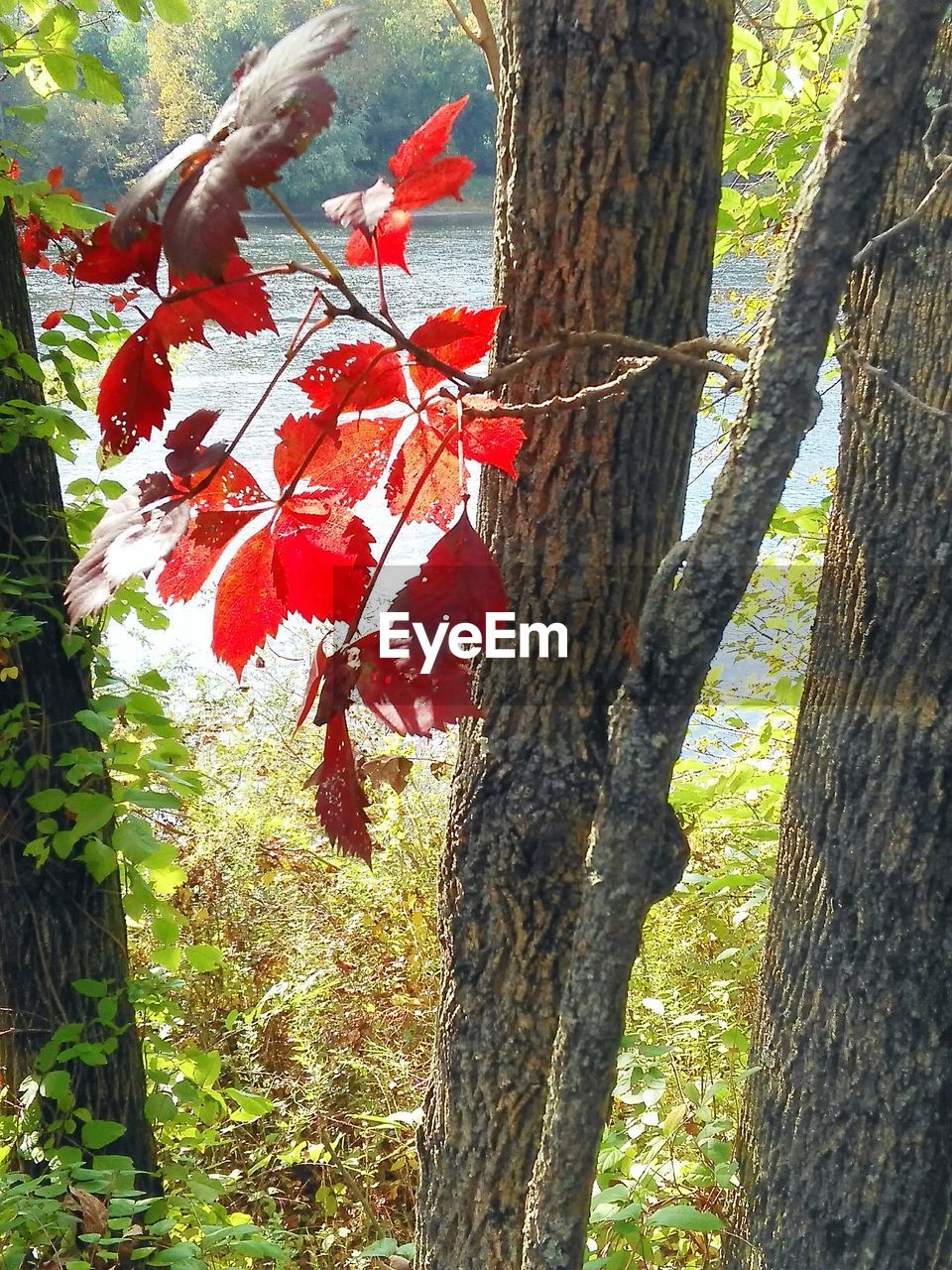 TREES IN THE FOREST