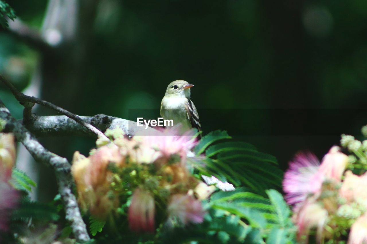 BIRD PERCHING ON PLANT