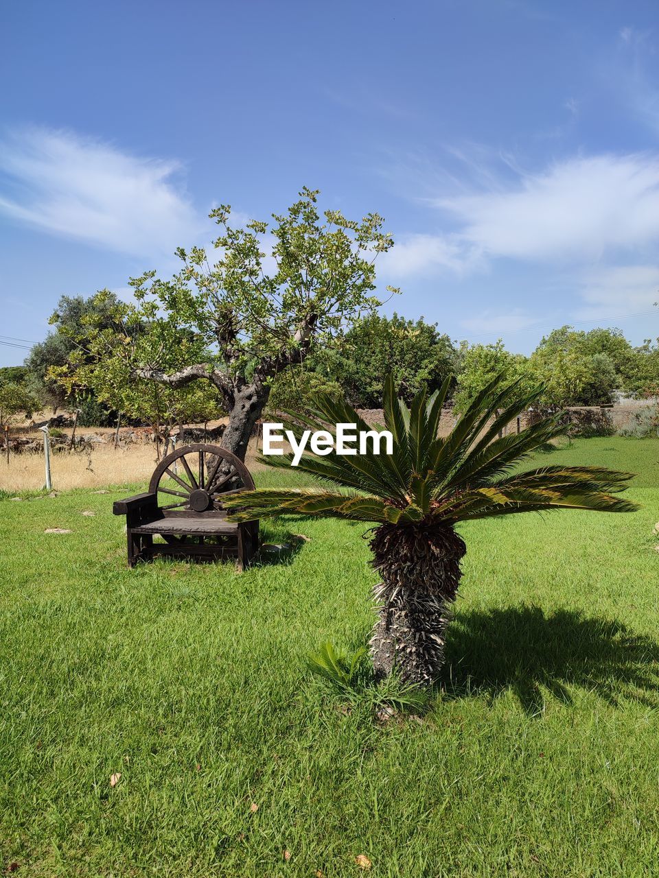 plant, tree, grass, sky, nature, green, growth, no people, cloud, beauty in nature, field, landscape, environment, palm tree, flower, land, day, scenics - nature, outdoors, tranquility, garden, tropical climate, tranquil scene, sunlight, lawn
