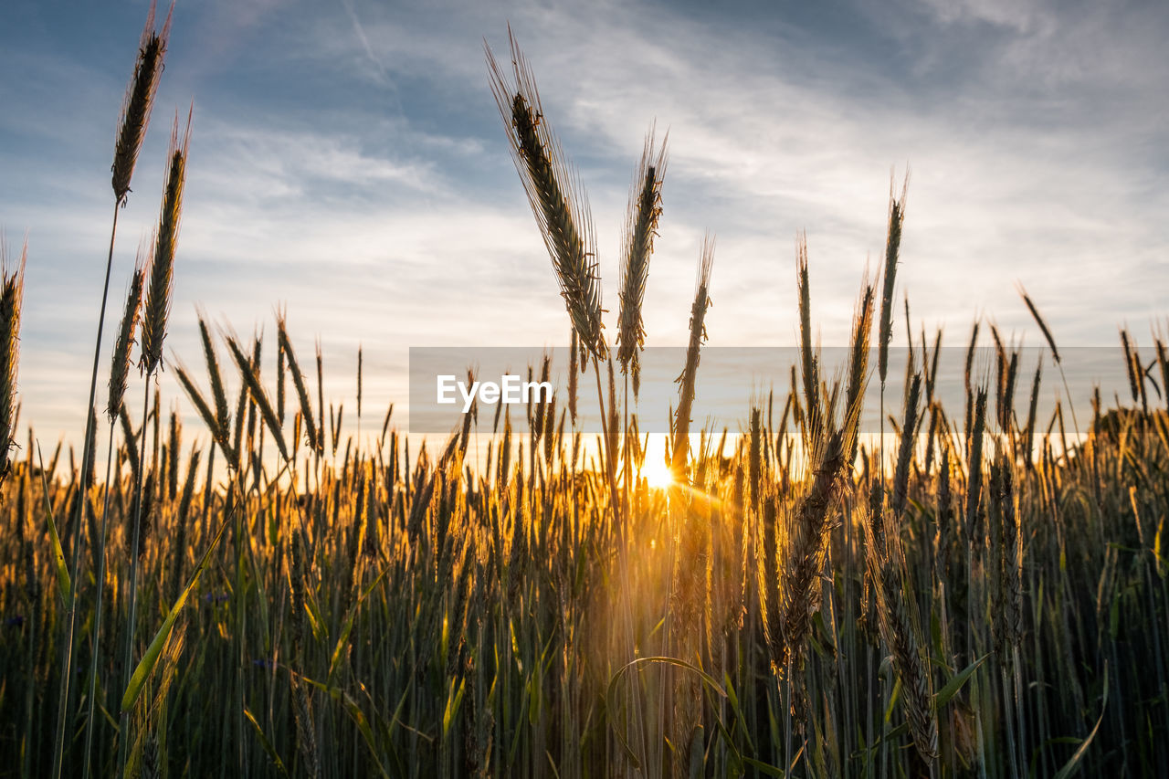 Close-up of stalks in field against cloudy sky