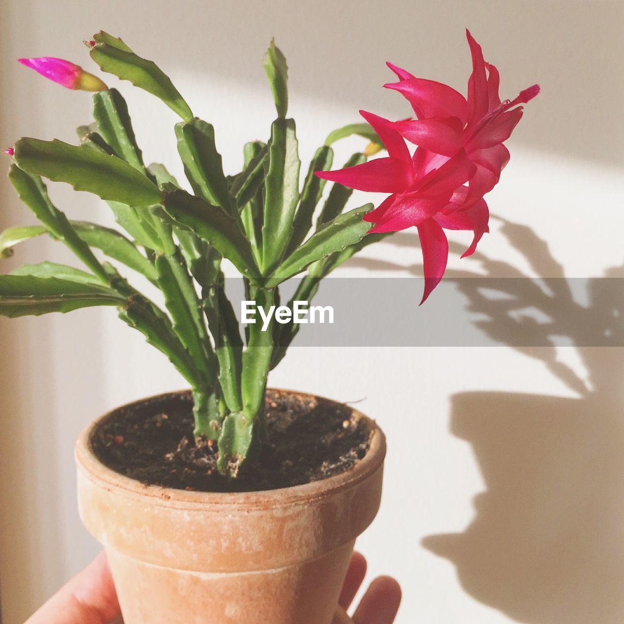 CLOSE-UP OF POTTED PLANT