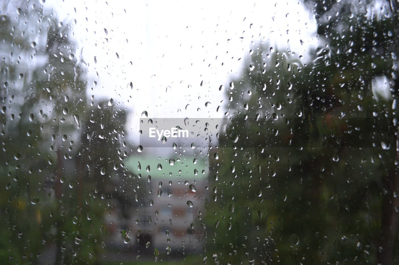 Trees seen through wet glass window