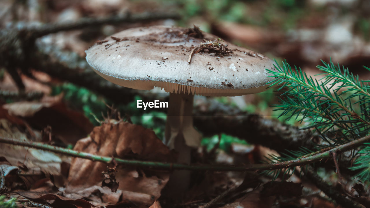 CLOSE-UP OF MUSHROOM ON TREE