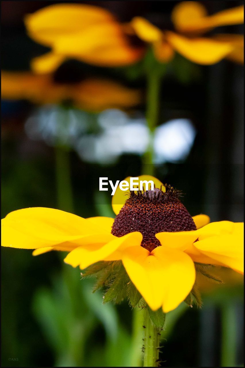 CLOSE-UP OF YELLOW FLOWER ON LEAF