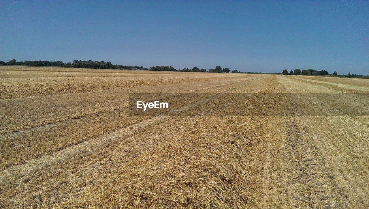 Scenic view of landscape against clear sky