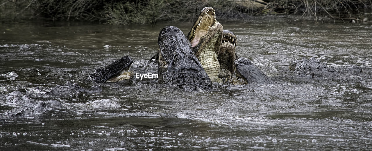 Alligators in lake