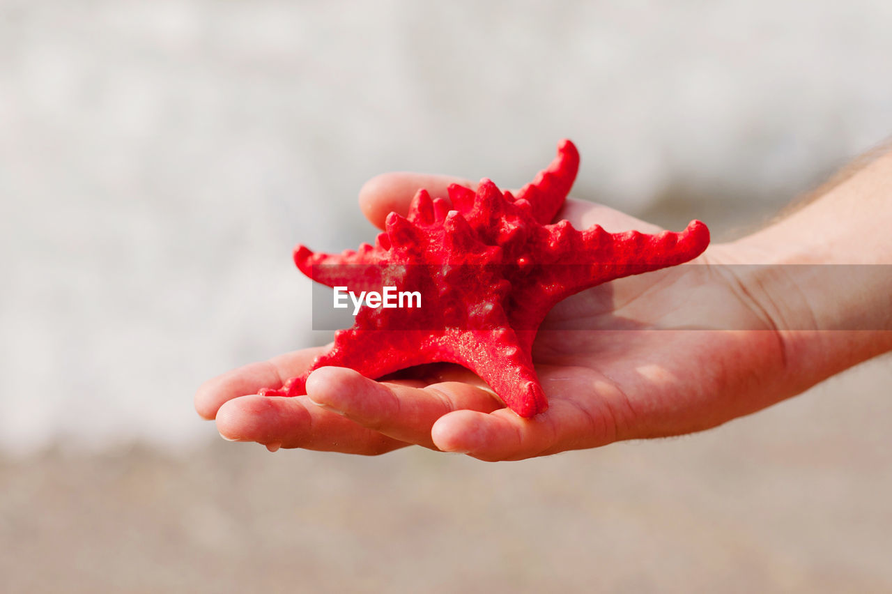 Cropped hand of person holding toy starfish