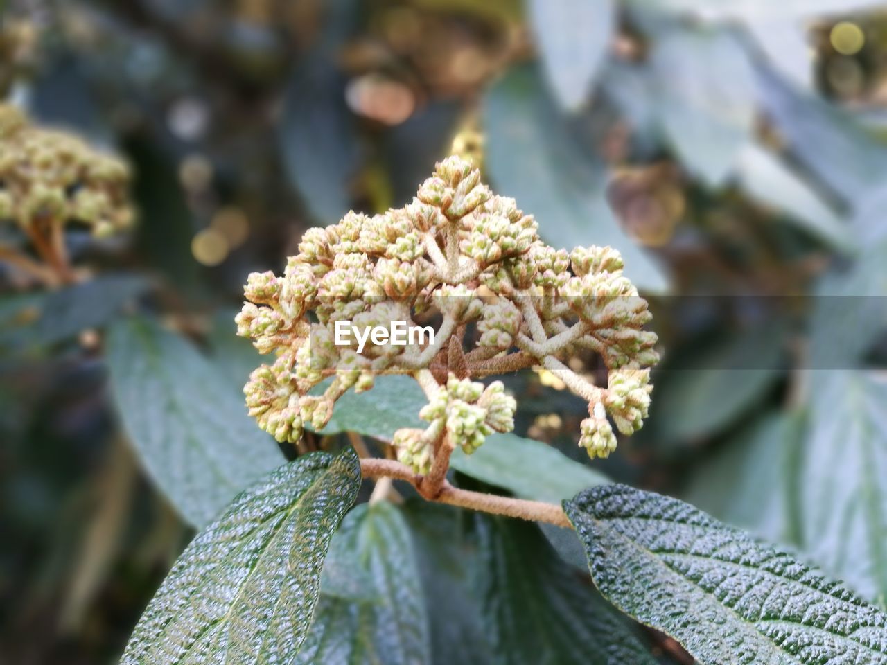 Close-up of flower tree