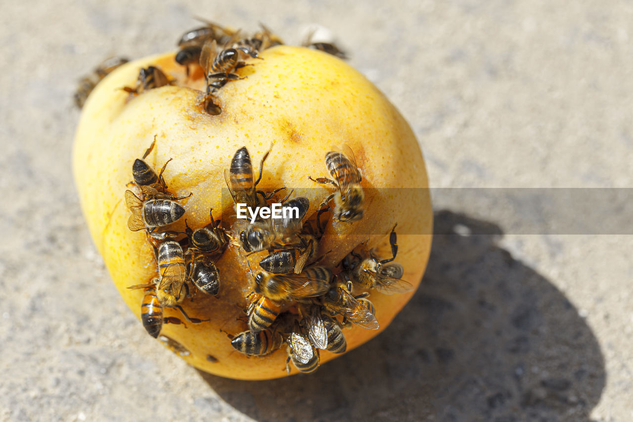 Bees on pear . insects eating fruit