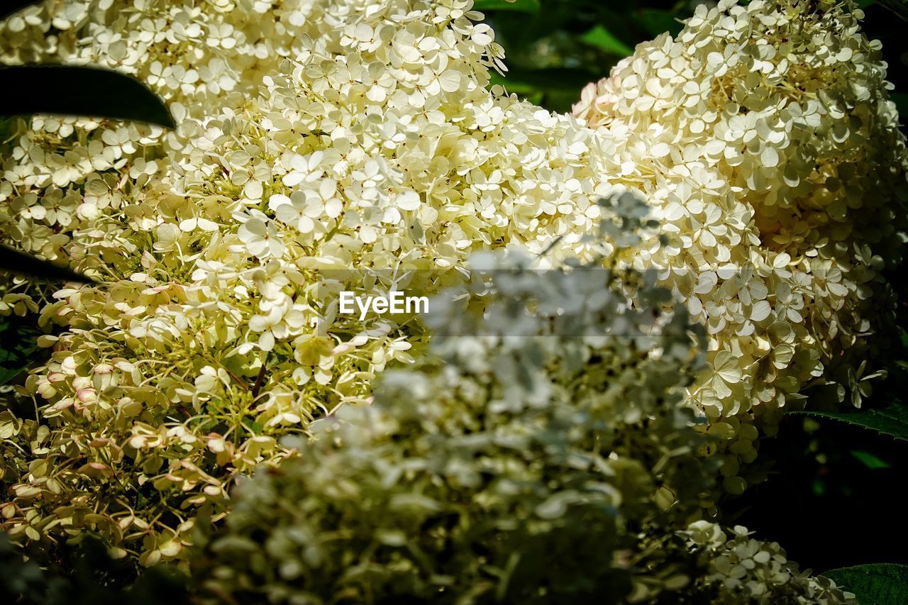 CLOSE-UP OF FLOWERING PLANTS