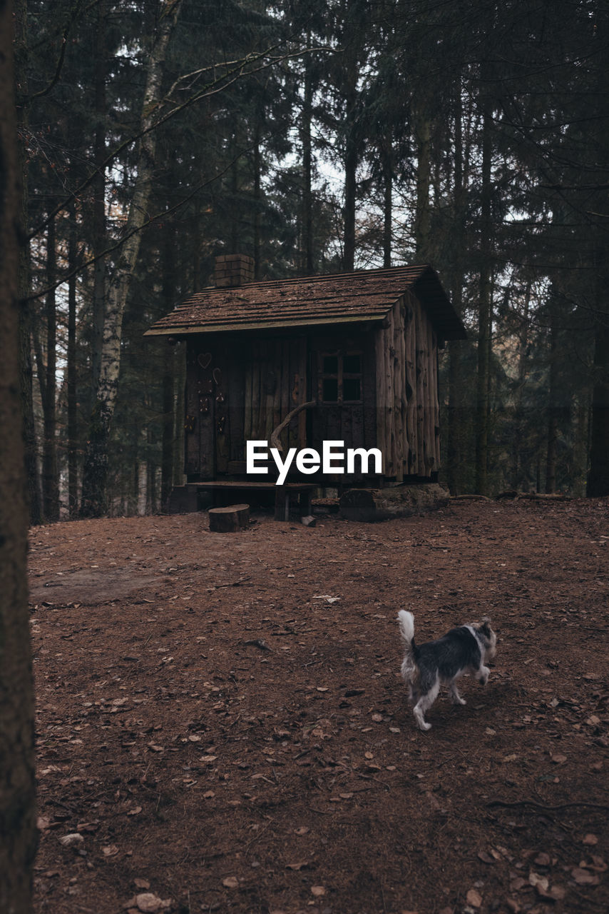 DOG IN THE FOREST