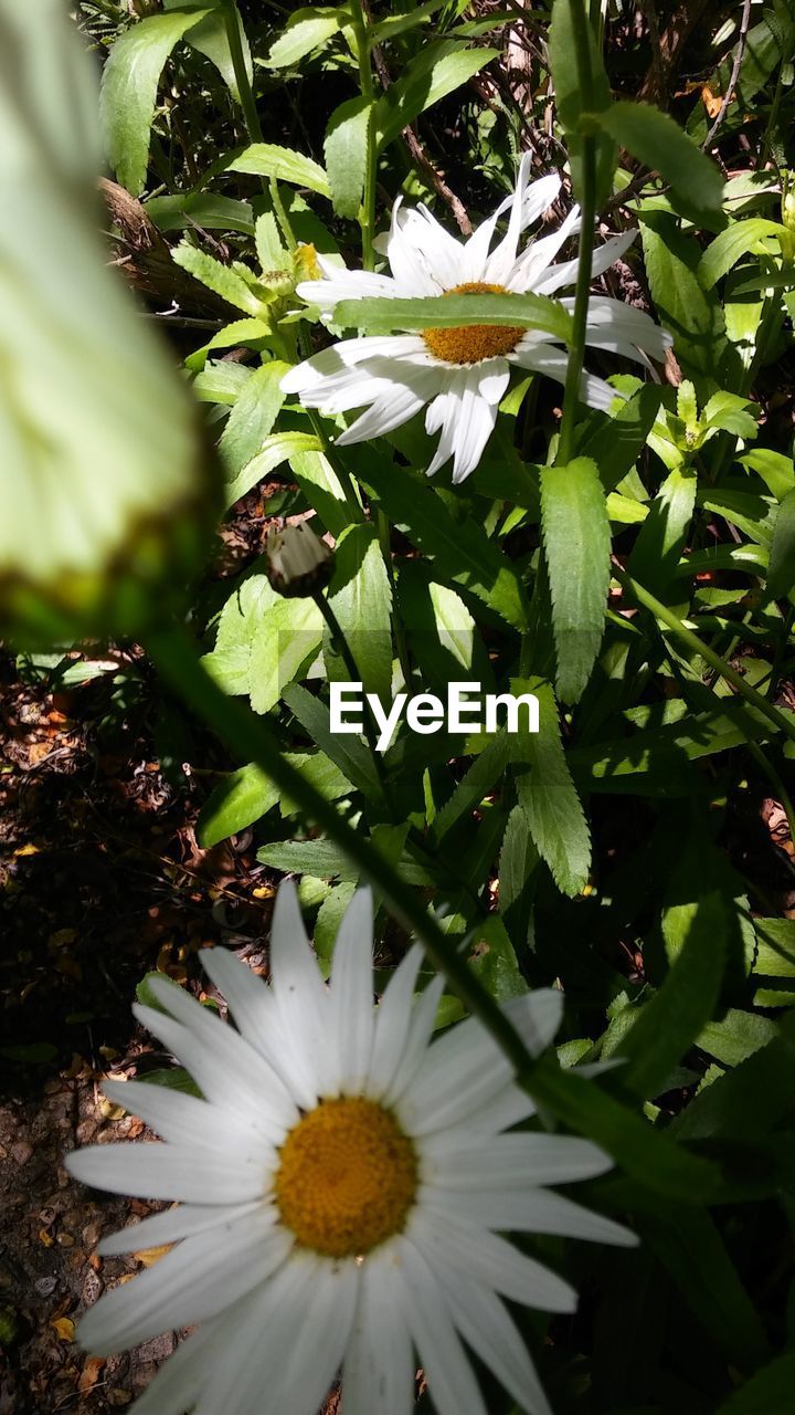 CLOSE-UP OF WHITE FLOWERS BLOOMING