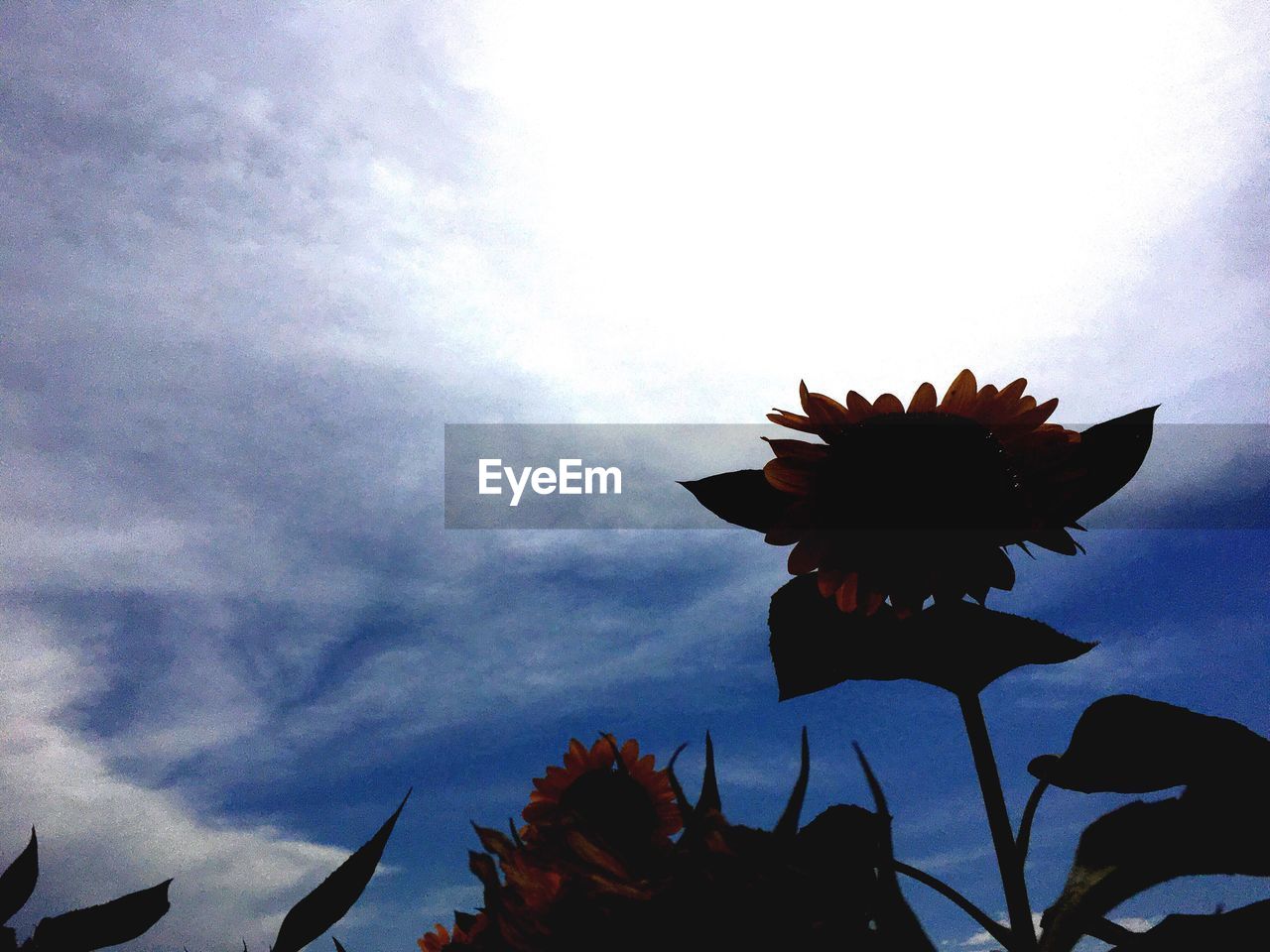 LOW ANGLE VIEW OF FLOWERS BLOOMING AGAINST SKY