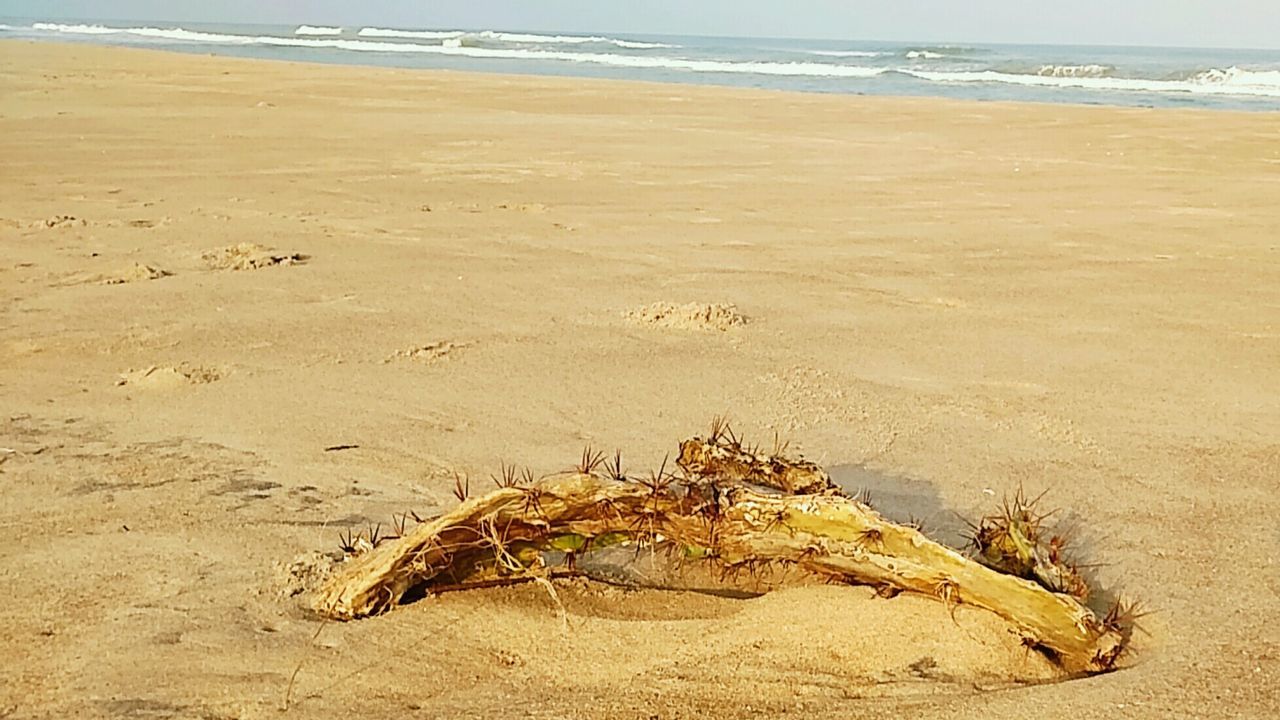 DRIFTWOOD ON BEACH