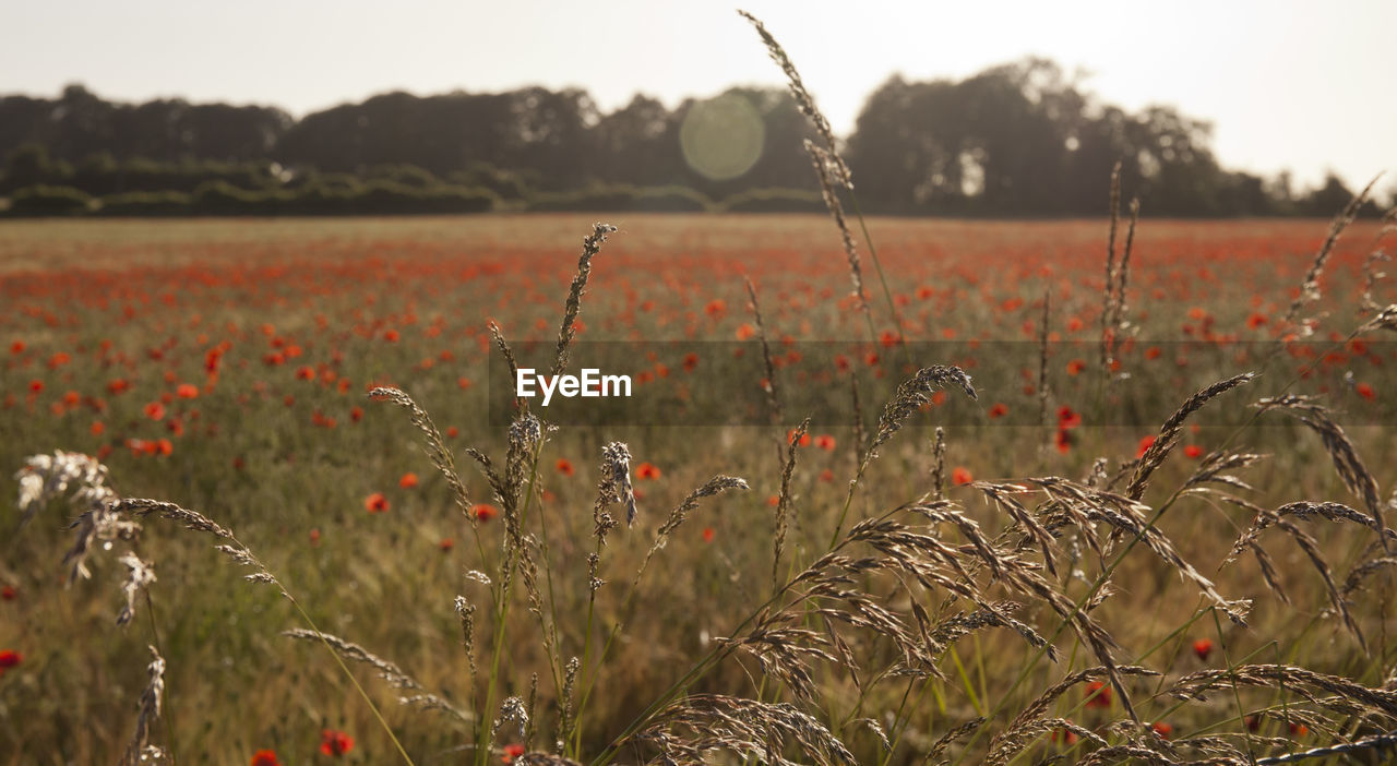 Close-up of flowering plants growing on field