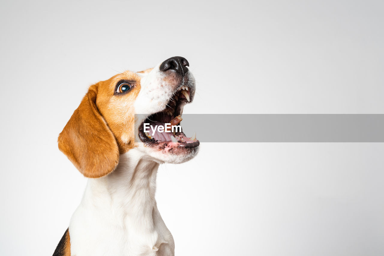 Dog headshoot isolated against white background. beagle dog catching a treat in midair