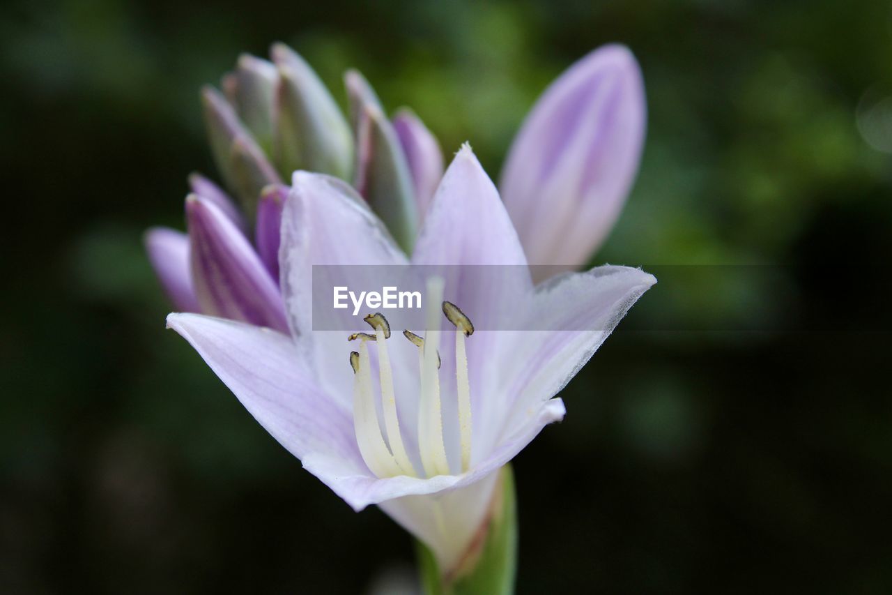 flower, flowering plant, plant, freshness, beauty in nature, petal, close-up, fragility, flower head, nature, macro photography, blossom, inflorescence, growth, focus on foreground, pollen, no people, purple, white, springtime, pink, outdoors, lily, botany, animal, plant stem, water, wildflower, animal themes, stamen, animal wildlife