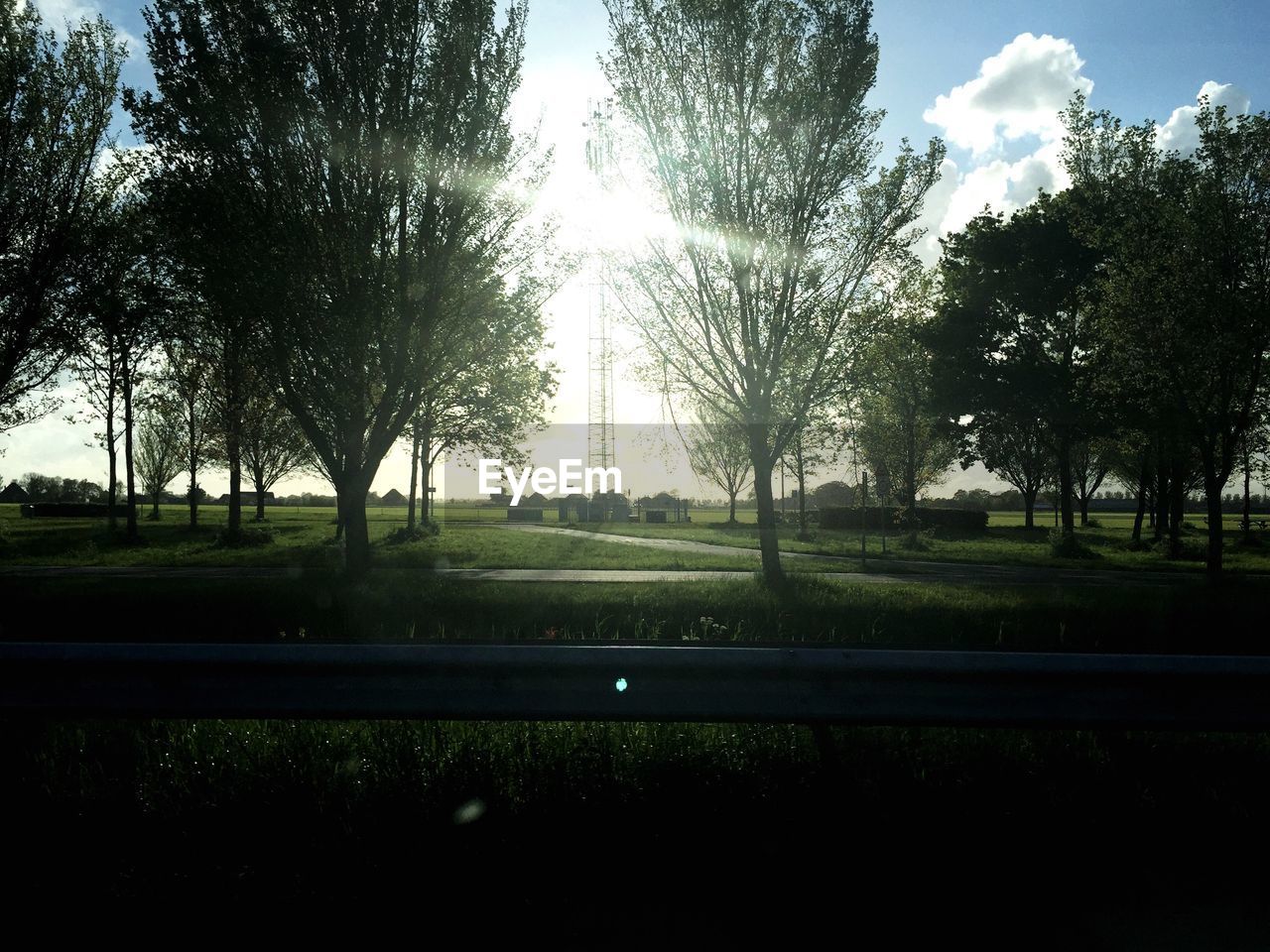 TREES ON GRASSY FIELD