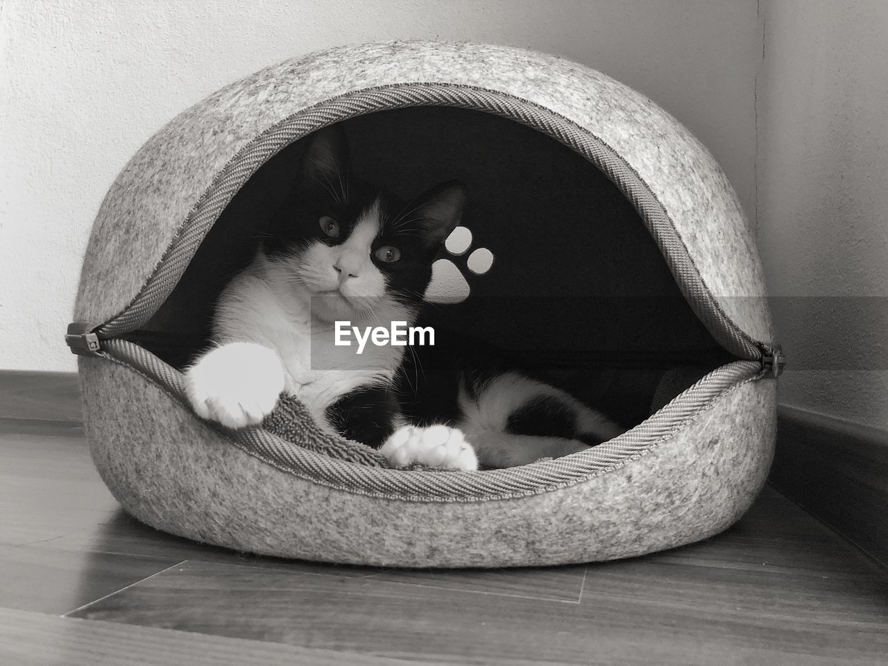 Close-up of cat in basket