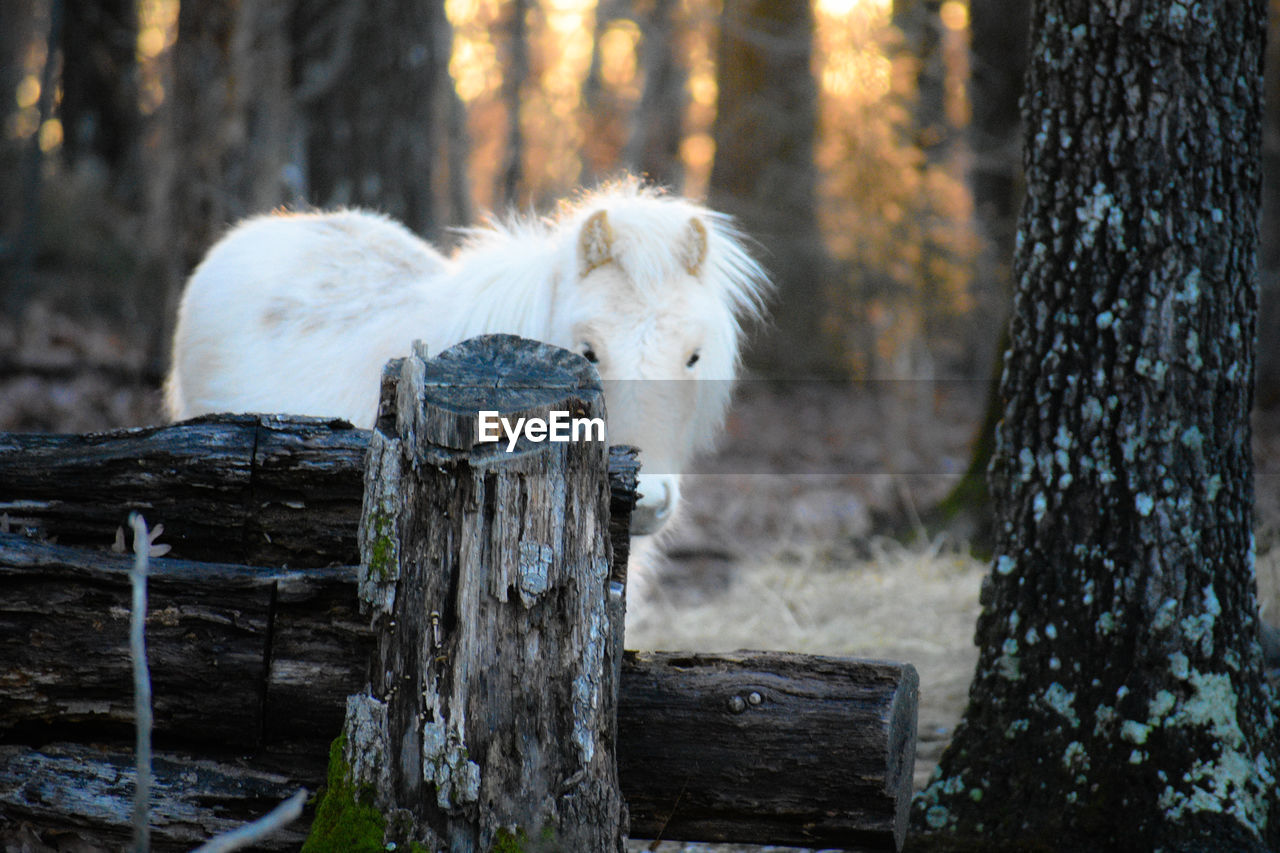 Horse in a forest