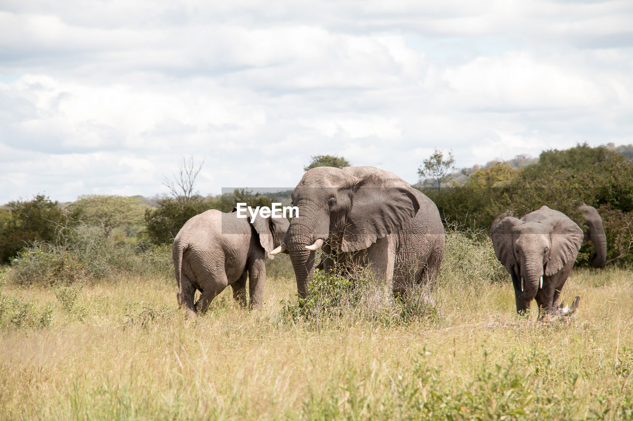 Elephants walking on landscape against sky