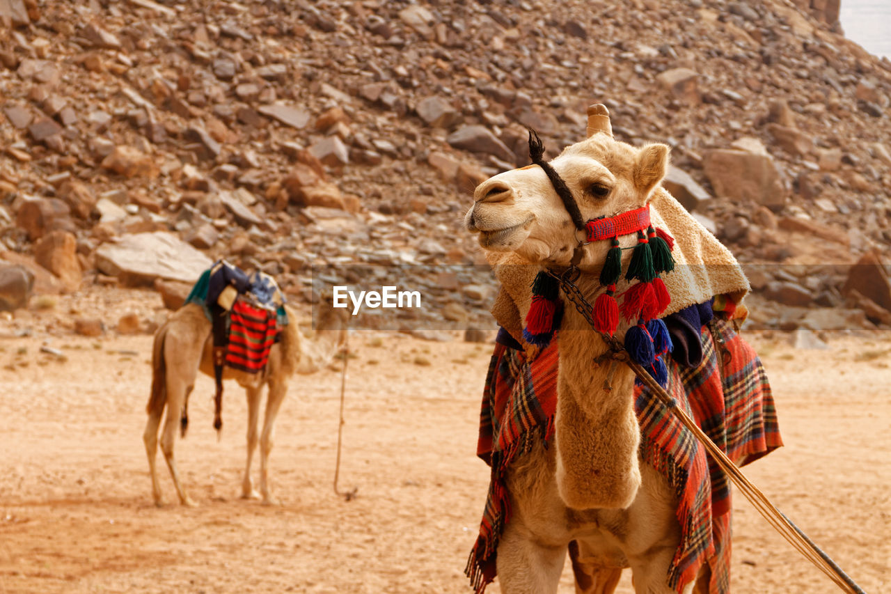 CAMELS ON SAND