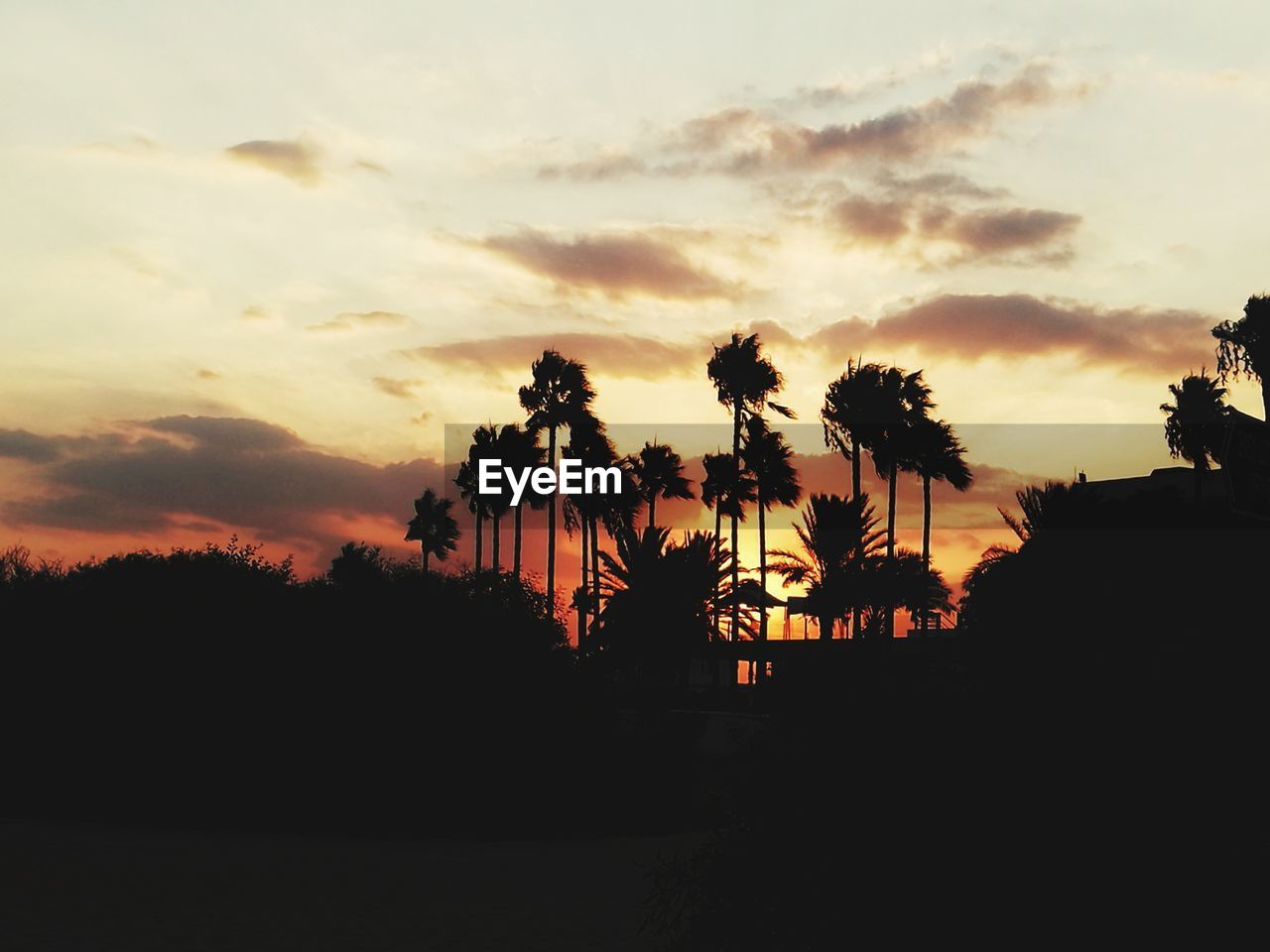 SILHOUETTE PALM TREES AGAINST ORANGE SKY