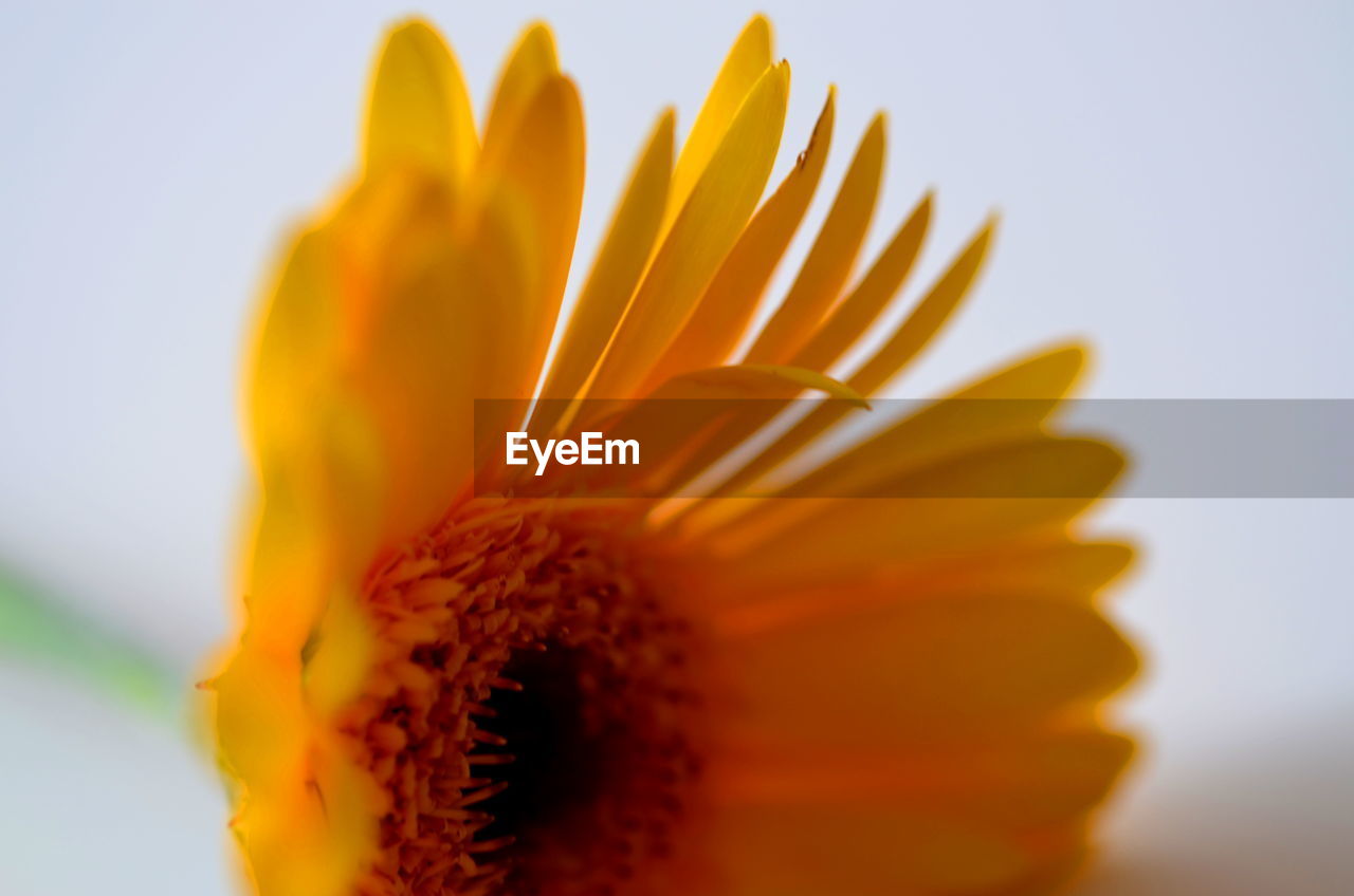 Close-up of fresh sunflower against white background