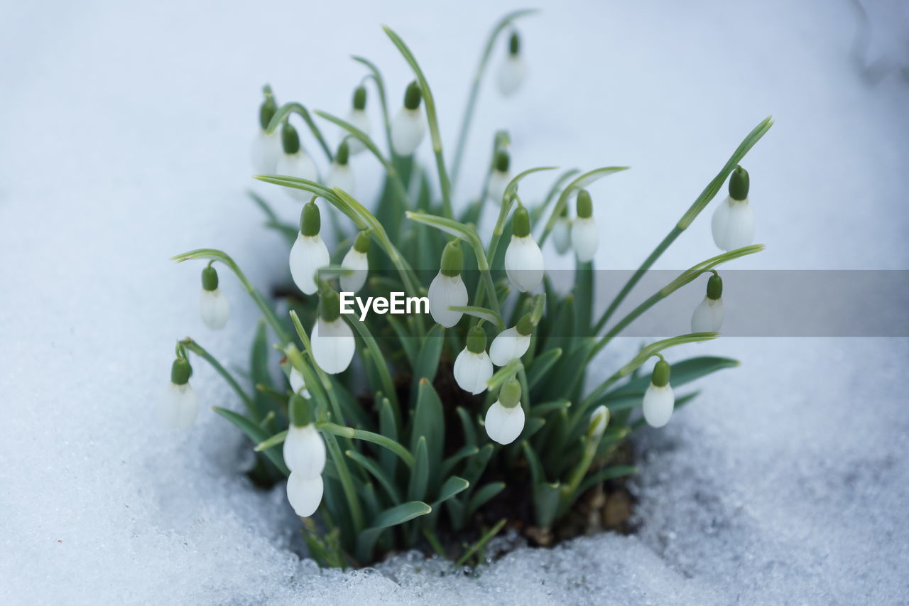 Close-up of snowdrop flower on snowfield